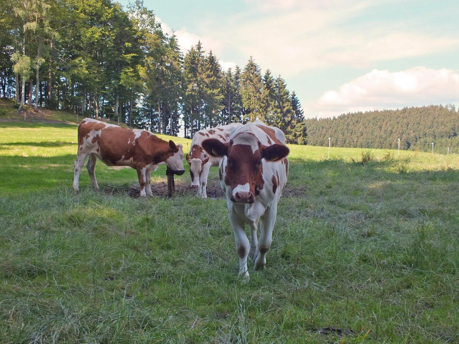 Kornkammer Schmallenberg Exteriér fotografie
